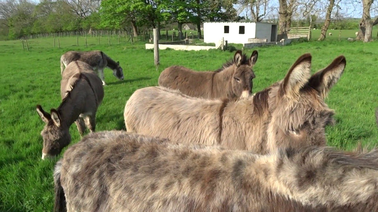 The Donkeys at Glebe House