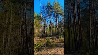 #asmr #wildlife #valhalla #music#youtube