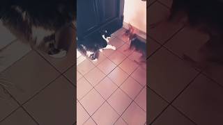 #electrical #jump #pipe & #wolfie is #show #salta #perrosalchicha #gatotuxedo #dachsund #tuxedocat