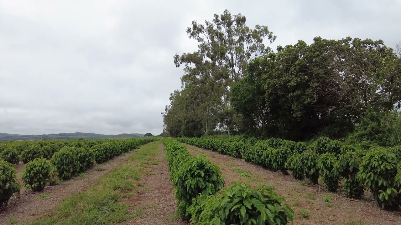 Café  se tornou uma grande  ?#segue nois. #naturelovers 