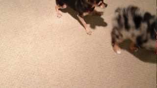 Mini Australian Shepherd Puppy vs Chihuahua