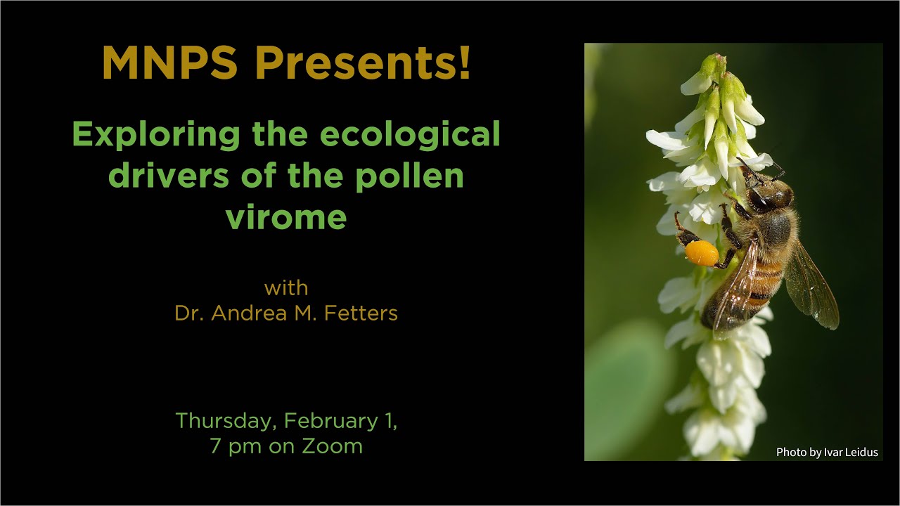 MNPS Presents! Ecological Drivers of the Pollen Virome