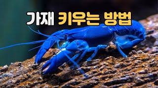 수족관에서 알려주는 - 가재 키우기 방법