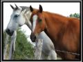 MI MUJER Y MI CABALLO