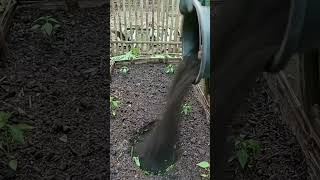 This GENIUS Garden Hack Will Transform Your Soil! 🌱 #Shorts