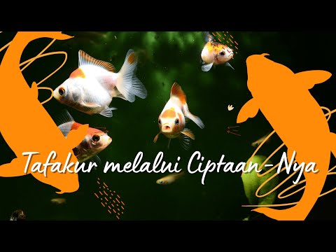 Video: Cara Bertafakur dengan mendalam: 14 Langkah (dengan Gambar)