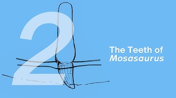 02 The Teeth of Mosasaurus | Join ZHAO Chuang in Drawing Ron the Mosasaurus