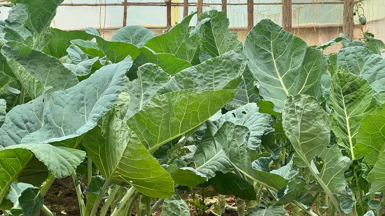 "Growing Sukuma Wiki (Kale) in Greenhouses YearRound Harvest of