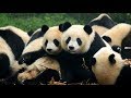 Забавные Панды 🔴 Видео Сборник 2018 [NEW!]
