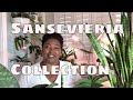 Sansevieria Plant Collection & Care Tips / Rare Snake Plants / Mother In Laws Tongue Propagation