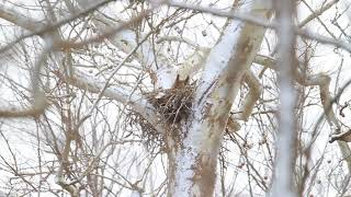 Great Horned Owl nest