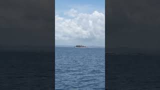 Mini island 🏝️ #islet #island #bohol #tubigon #ferryride #boatrides #starcraft #barko #dagat #sea