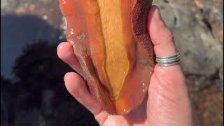 Look What I Found While Tide-pooling!