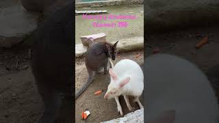 Редкий Кенгуру Альбинос Ташкент zoo. Такое часто не увидишь