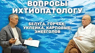 Всё-таки возможно ли выращивать Белугу на Карасе? Ихтиопатолог про выращивание рыб в прудах