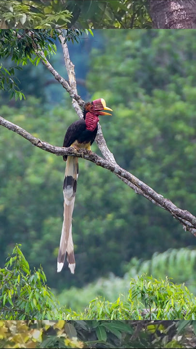 Fakta Unik Burung Enggang Gading Rhinoplax vigil #faktaunik #hewan #shorts