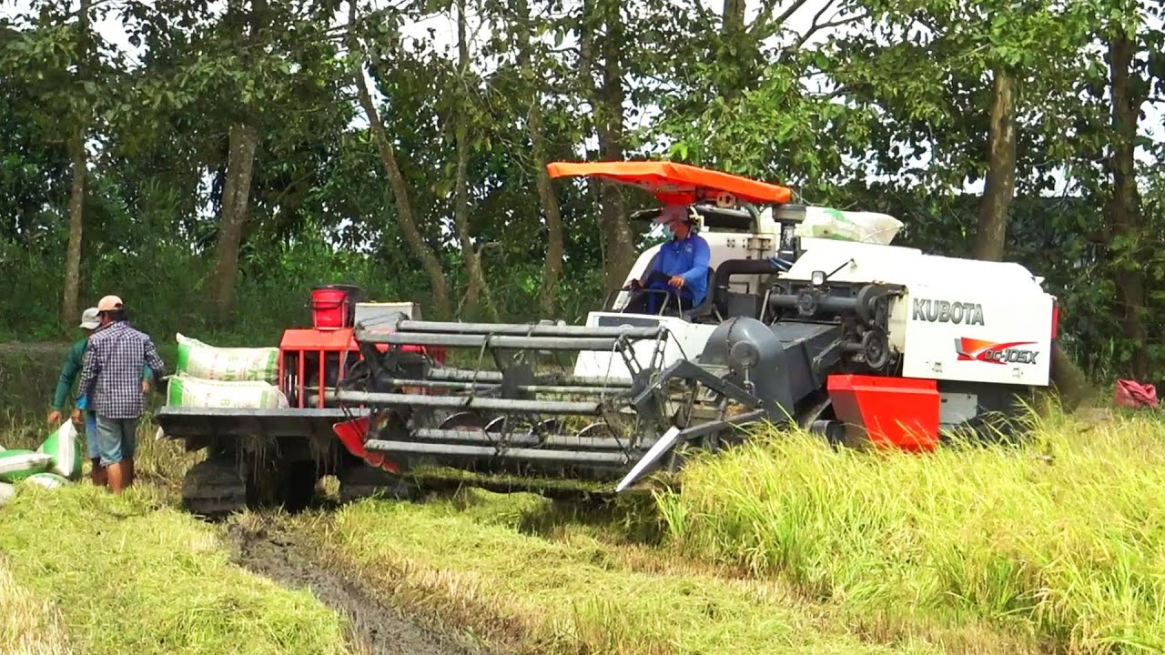 Xem máy cắt Kubota DC105X rồi hỏi mua 450 triệu chủ máy chịu không bán | Rice Harvester, LADY