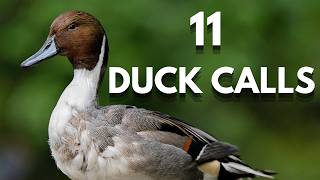 Duck Calls: Learn 11 Species by Sound