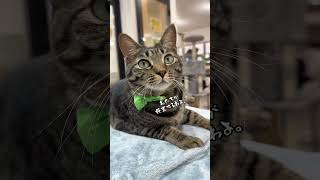 ペット家庭に最適Apolnus交換不要の空気清浄機