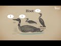 Why Hollywood loves this creepy bird call
