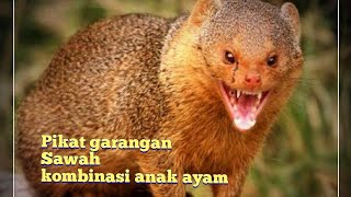 Download Lagu Suara Pikat garangan paling ampuh buat pikat Langsung Kluar dari Sarangnya MP3