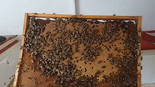 19.04.26 Iată ce fac la toți stupii 