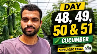 Day 48, 49, 50 and 51 cucumber 🥒 