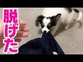【悲報】ズボンが脱がされてしまいました...【パピヨン犬】