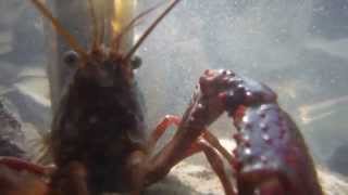 Piru Creek - Crayfish Fights! First they fight each other then attack my camera