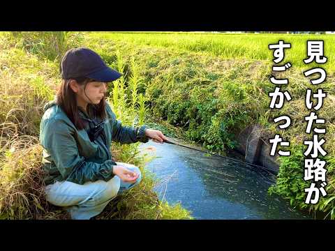 田舎でたまたま見つけた水路。釣りしてみたら凄かった