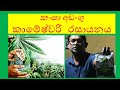 Cannabis Containing Kaameshwaree Rasayana  කංසා අඩංගු කාමේෂ්වරී රසායනය