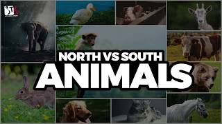 Learn Vietnamese with TVO | North vs South: Animals