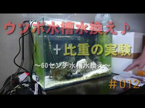 【海水水槽#012】ウツボ水槽水換え♪+ちょっとした実験☆~60センチ水槽水換え~