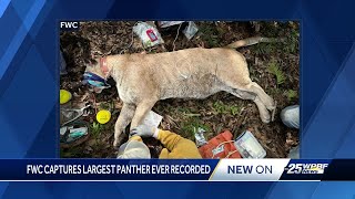 Florida panther sets new weight record