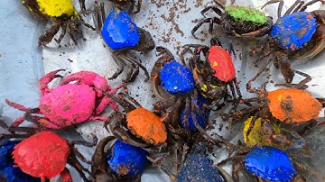 Thảo Cady mang máy xúc đi xúc cát gặp các con vật sống trên cát, con cua, con ếch,máy xúc.