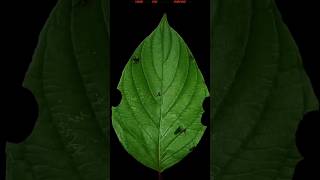 Leaf Cutter Ants का रहस्य 😳 #science #sciencefacts