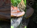 Miami Must See 2025 Visitmiami Botanicalgarden Fairchild CapCut 