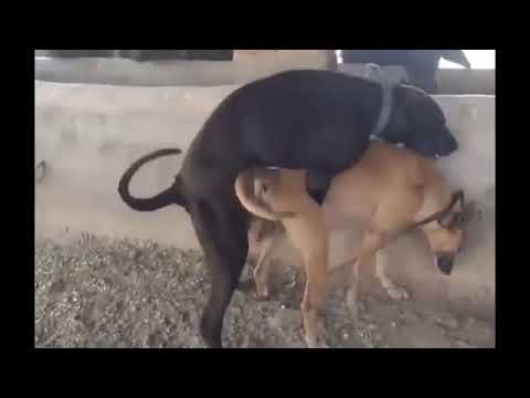 dog mating