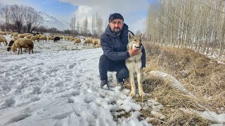 KEŞ YÜZÜNDEN DÖVÜŞMÜŞTÜK ŞİMDİ KOYUN OTLATIYORUZ ~ @Süleyman_Günes_01 