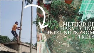 Method of harvesting betel nuts from trees | গাছ থেকে সুপারি পাড়ার পদ্দতি