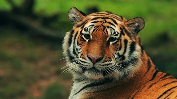 Nature Looks Professional Zcam E2 LUTs