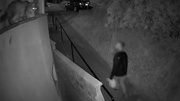 Reolink Captures: Waiting for Her Best Friend