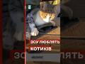 😍Милий котик ЗСУ та різниця між Україною і росією #еспресо #новини