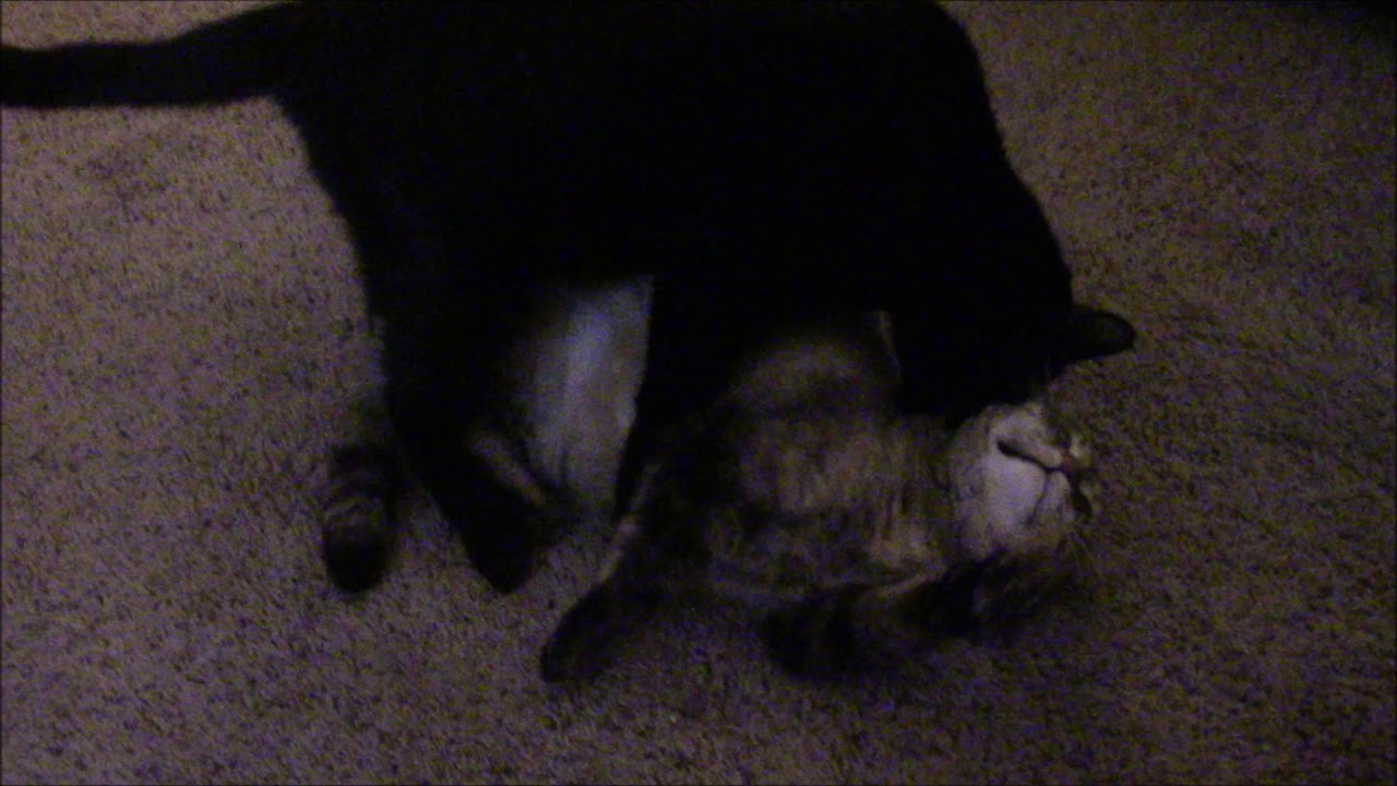 Two old cats play fighting - Two old cats play fighting