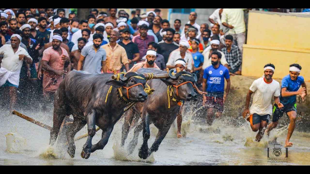ഇന്നലെ നടന്ന വാശിയേറിയ കരേക്കാട് പോത്ത്പൂട്ട് മത്സരത്തിന്റെ അവസാന റൌണ്ട് Poth poot 2021