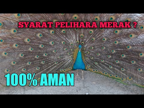 SYARAT PELIHARA MERAK ?? (Promo anakan)