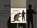 GIANT ROCK-STRENGTHENED BEAVERS? #metalmusic #BEAVERS #wildlife #primus #theprincessbride #funny