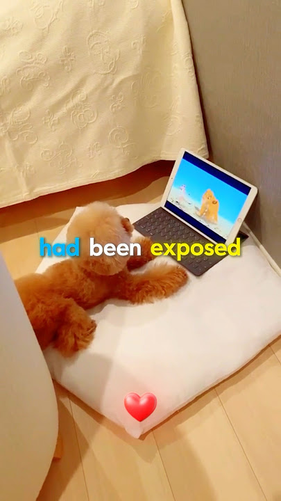 The Puppy Who Tried to Fake Sleep 😂🐶 (@azchpn/TT)