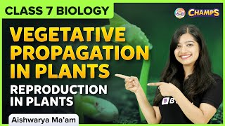 Vegetative Propagation in Plants | Reproduction in Plants | Class 7 CBSE