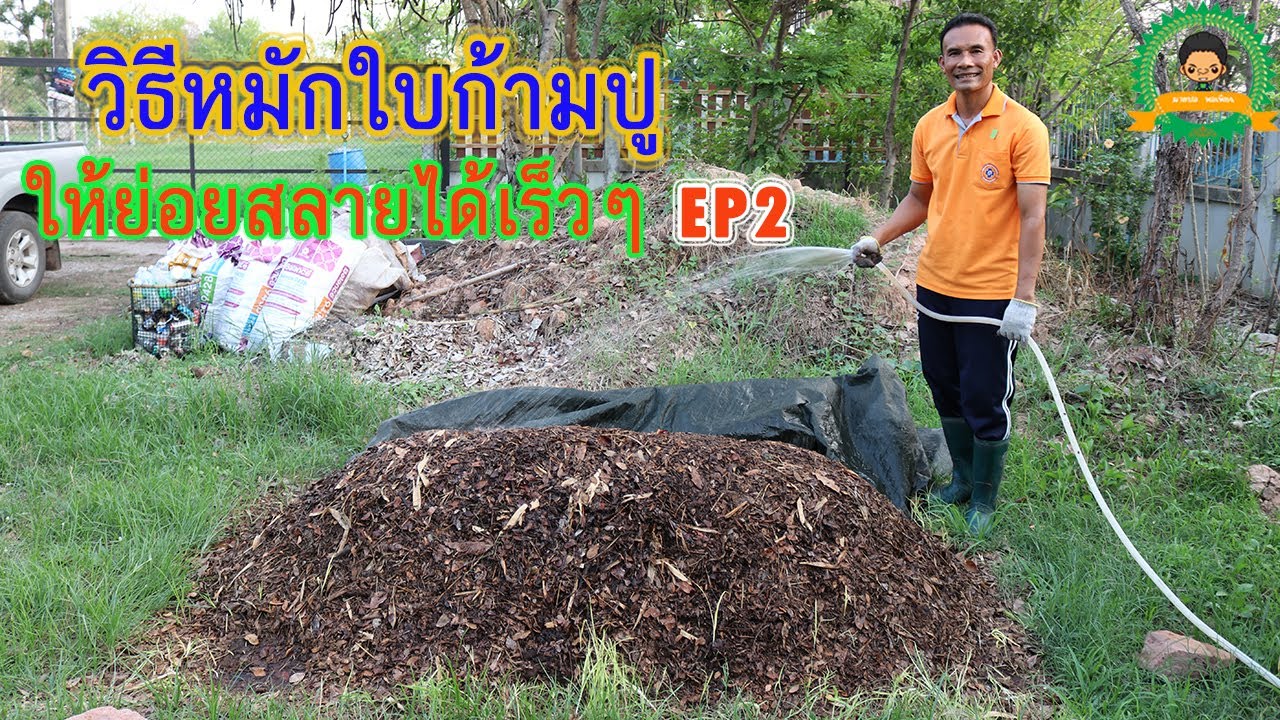 วิธีหมักใบก้ามปูให้ย่อยสลายเร็วๆ EP 2